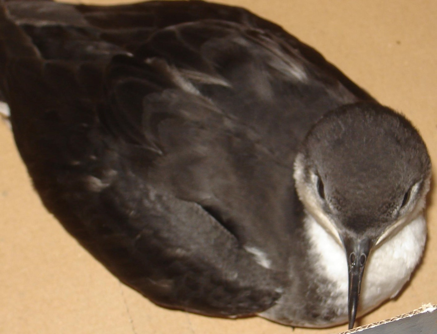 Tropical Shearwater