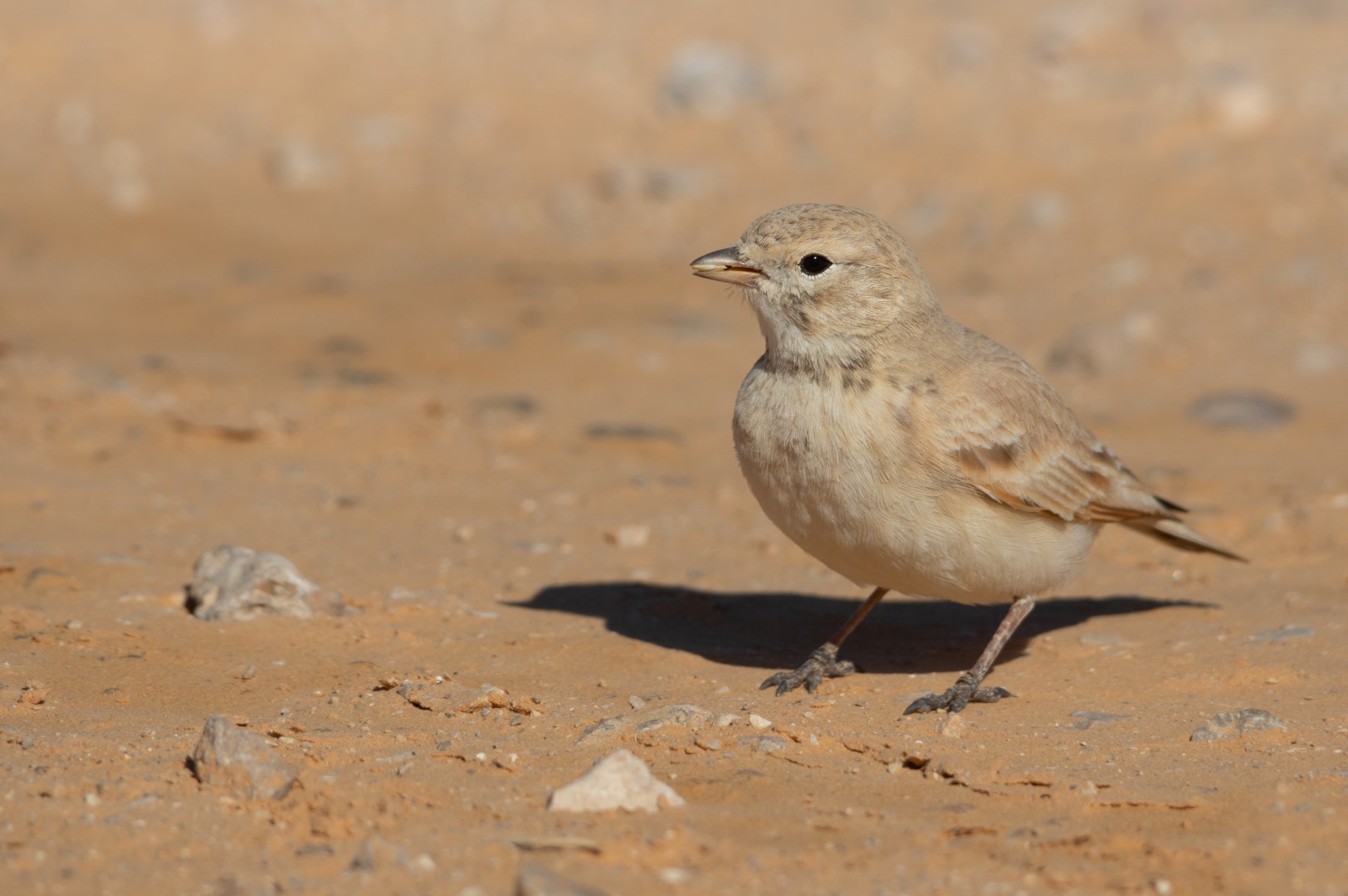 Trumpeter Finch