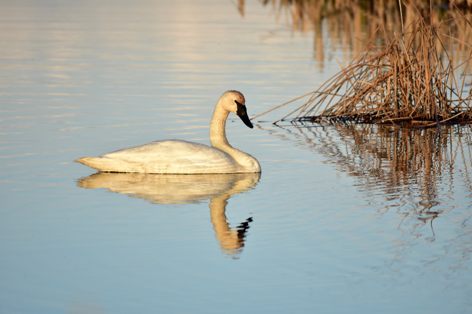 Trumpeter Swan