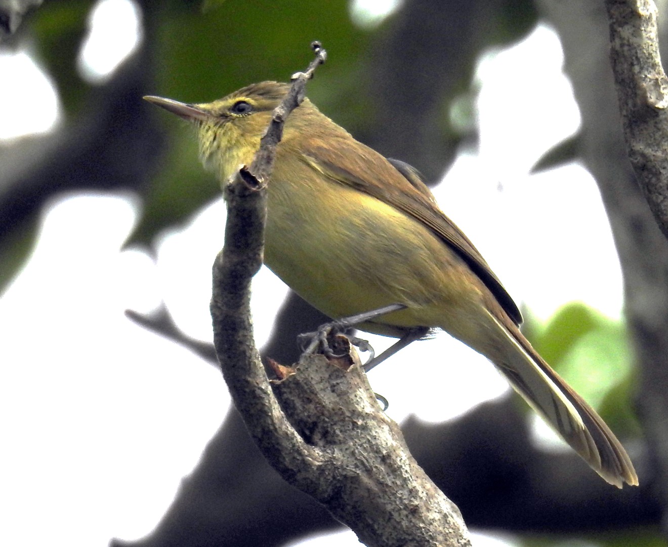 Tuamotu reed warbler