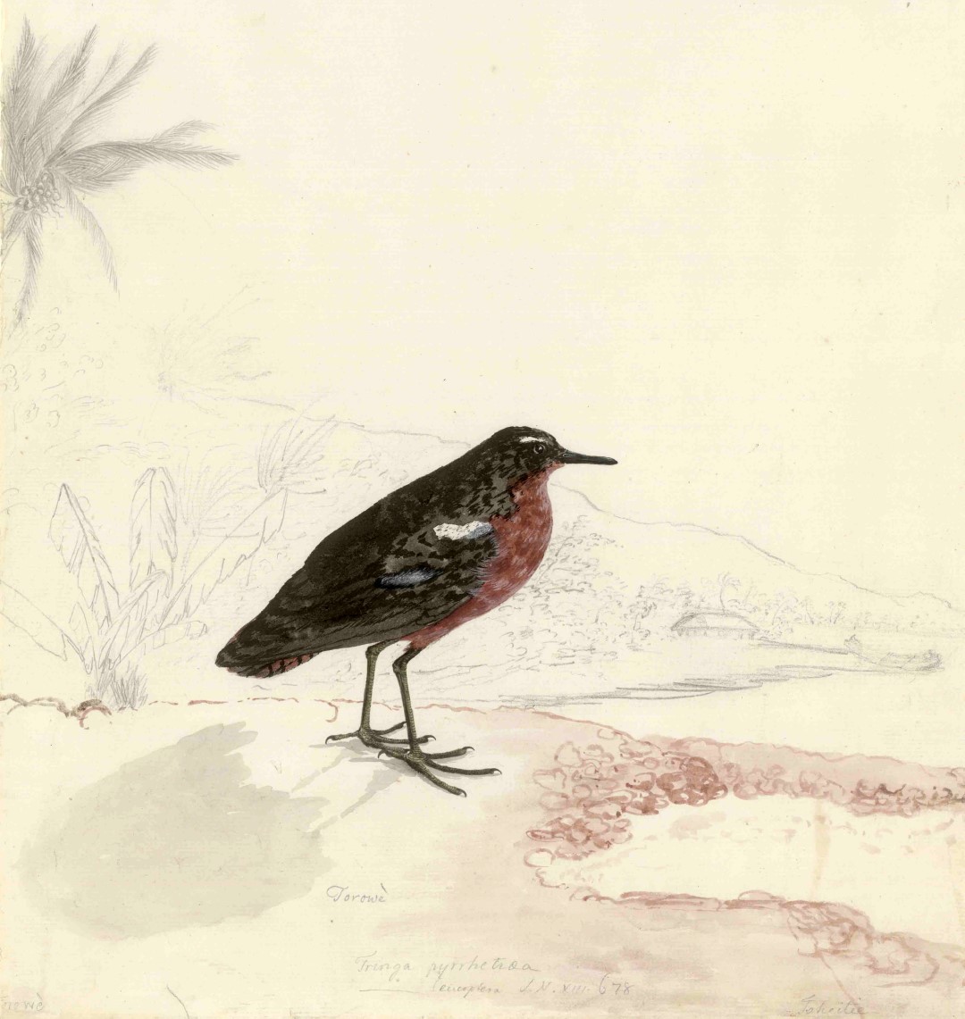 Tuamotu Sandpiper
