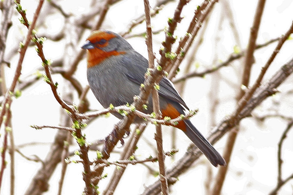 Tucuman Mountain Finch