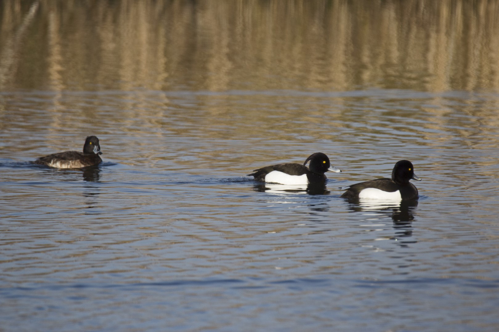 Tufted Duck