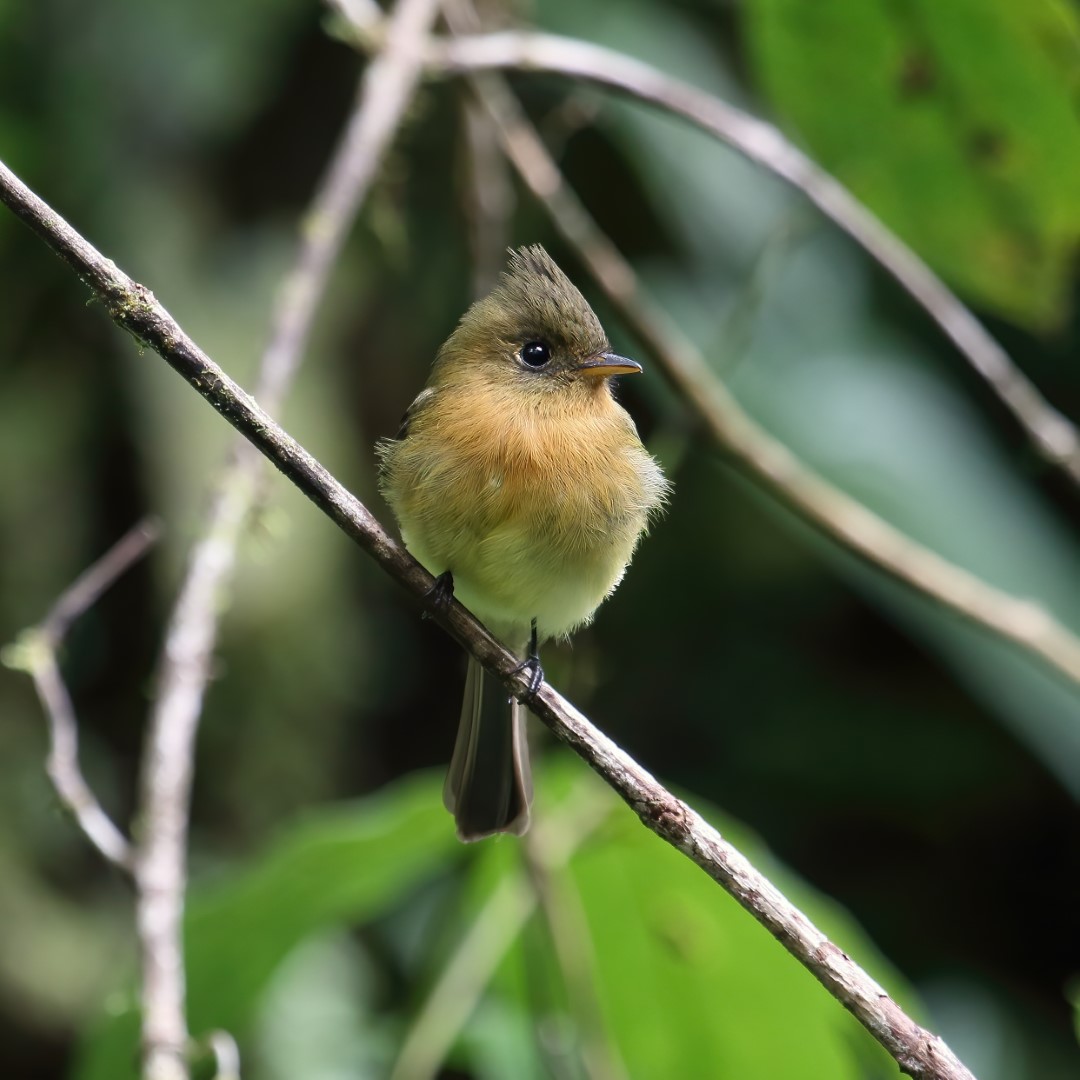 Tufted Flycatcher