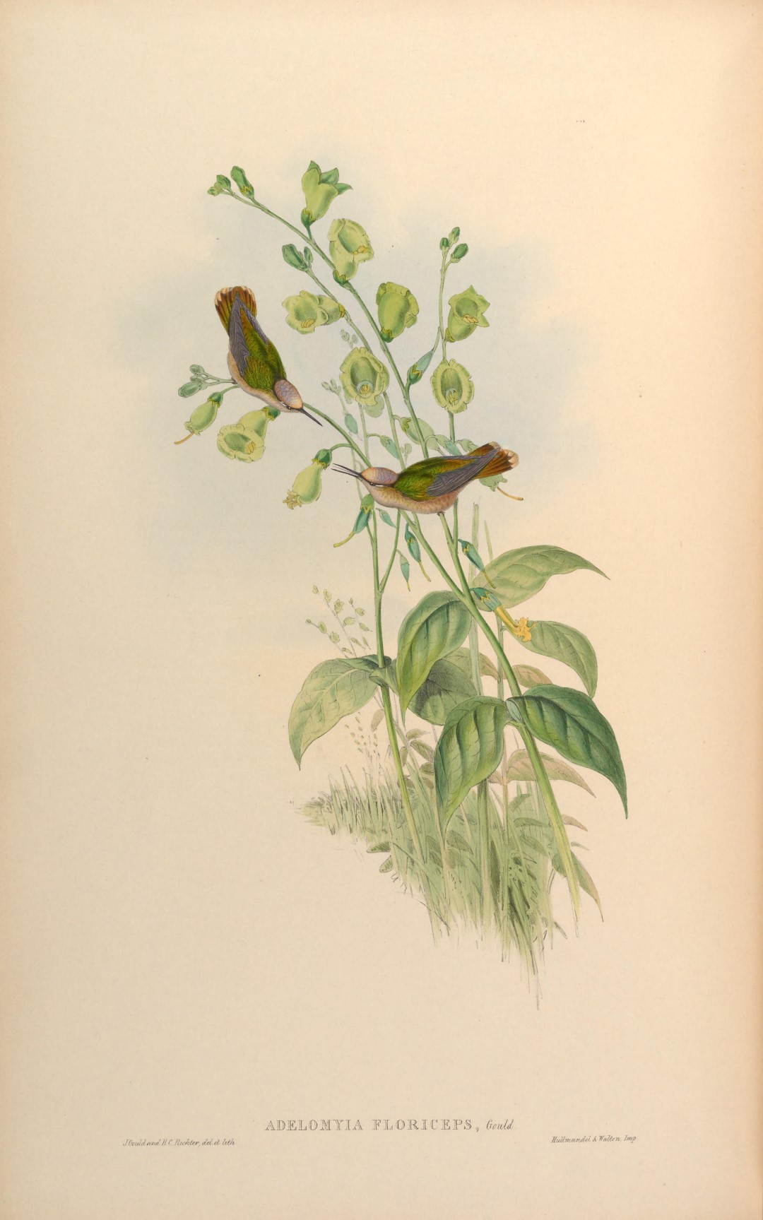 Tufted Flycatcher