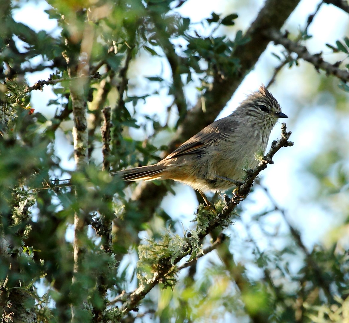 Tufted Tit-Spinetail
