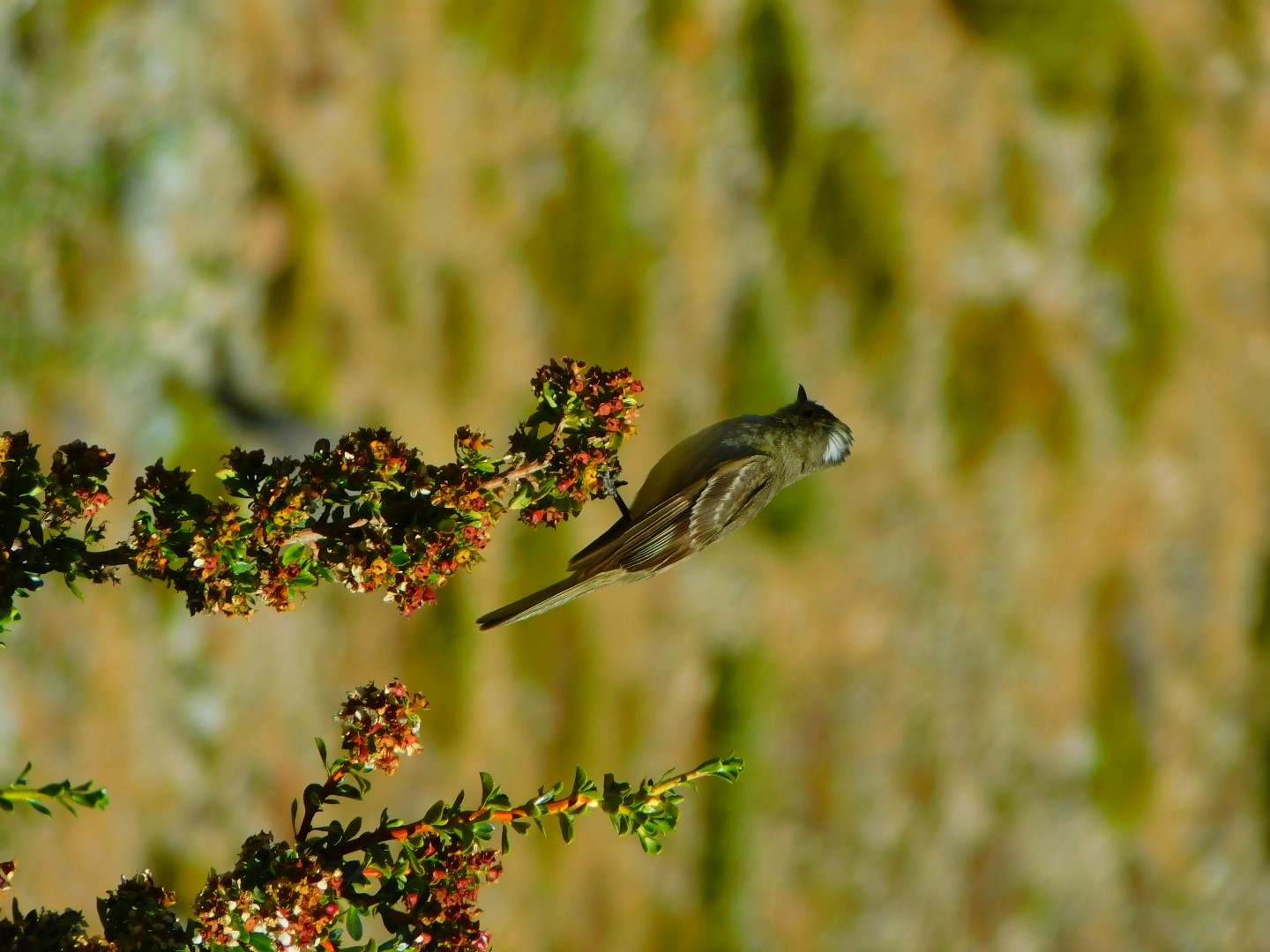 Tufted Tit-Tyrant