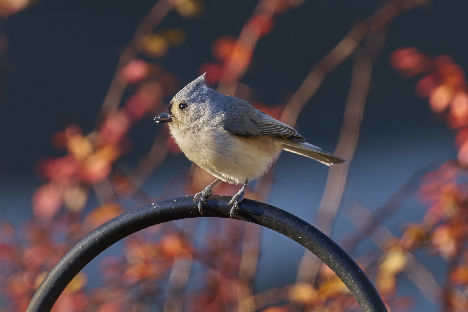 Tufted Titmouse
