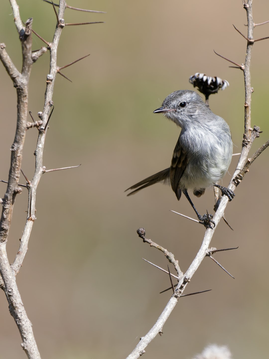 Tumbesian Pygmy-Tyrant