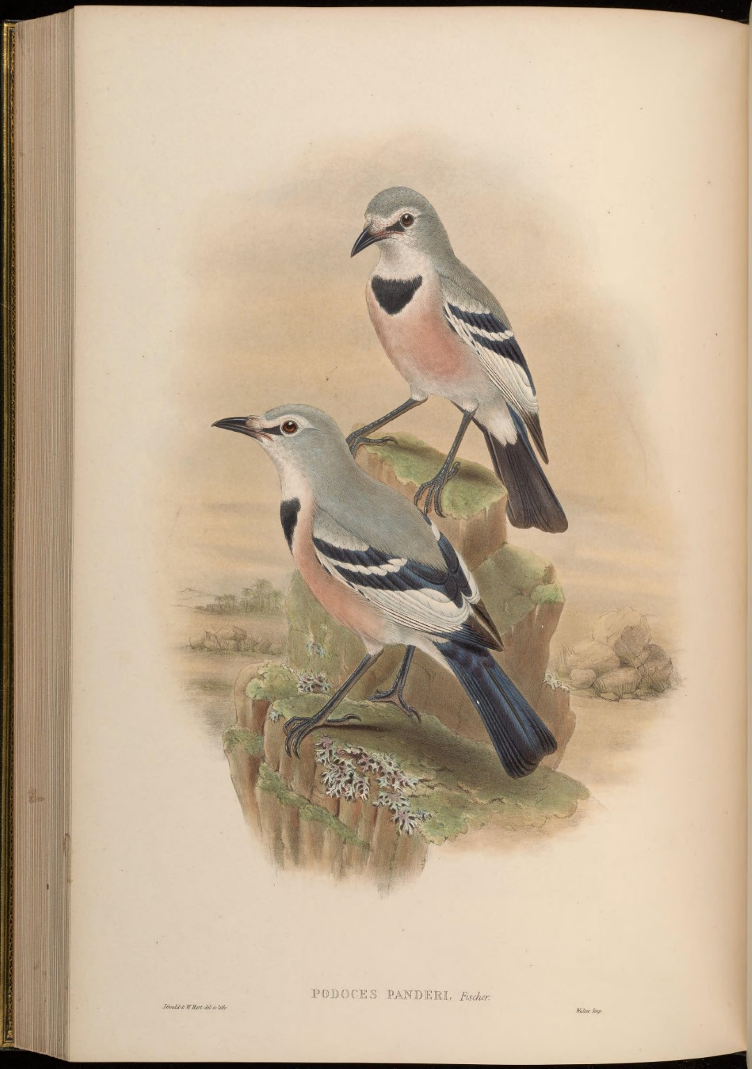 Turkestan Ground-Jay