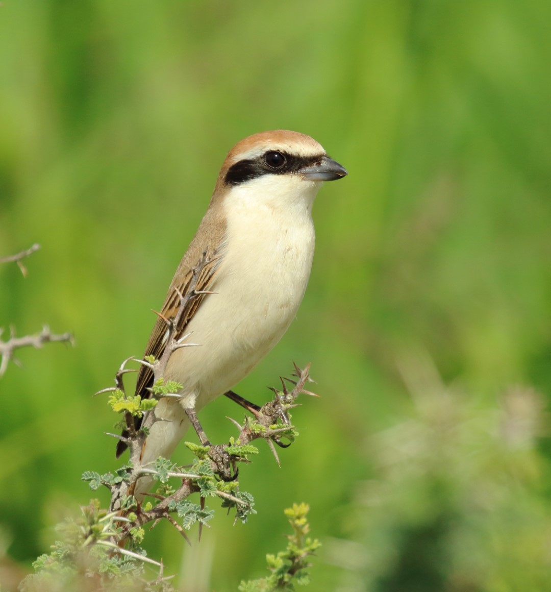 Turkestan shrike