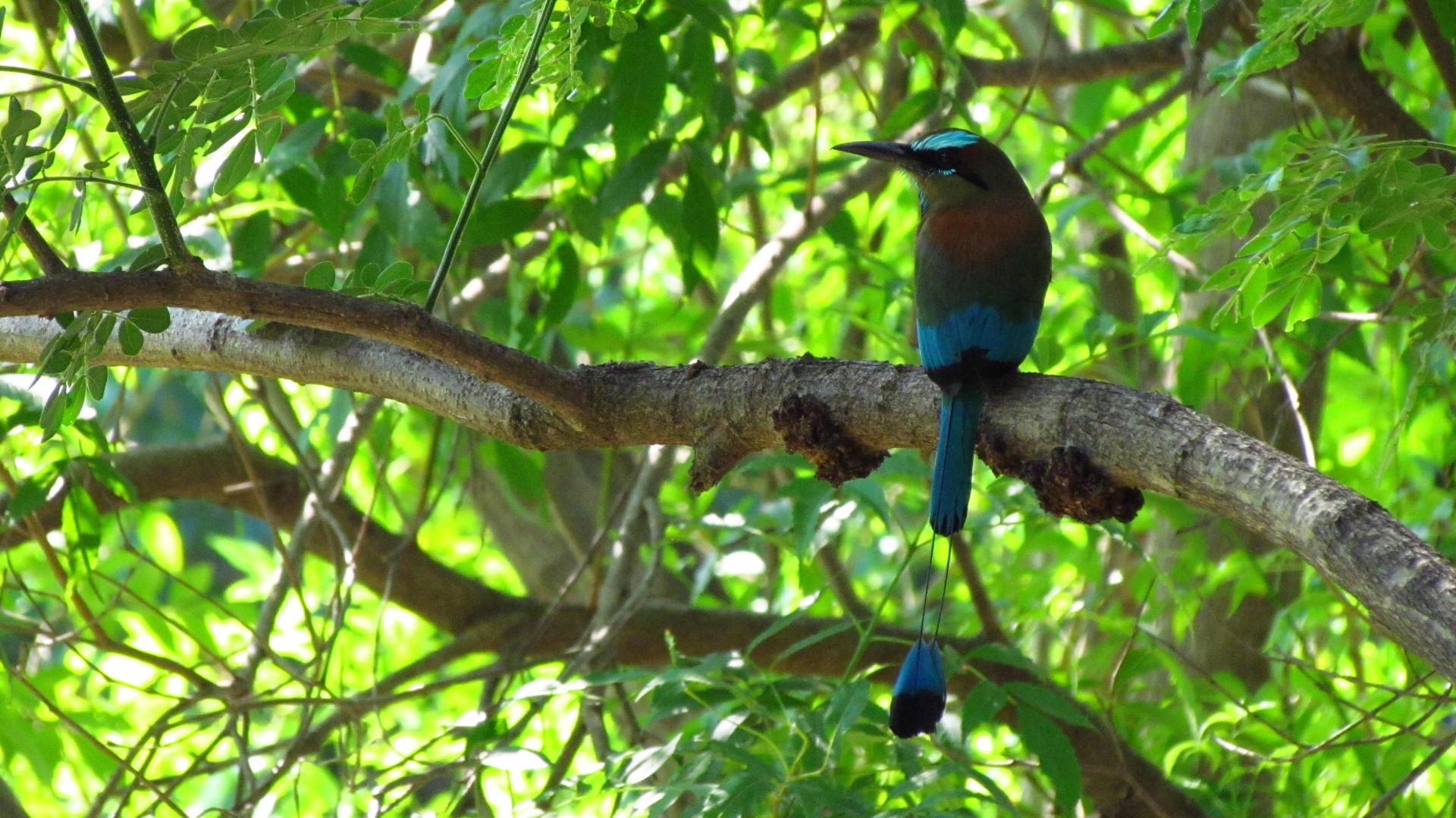 Turquoise-browed Motmot