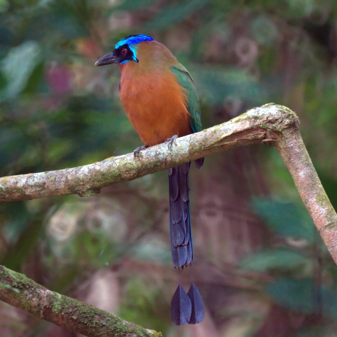 Turquoise-browed Motmot