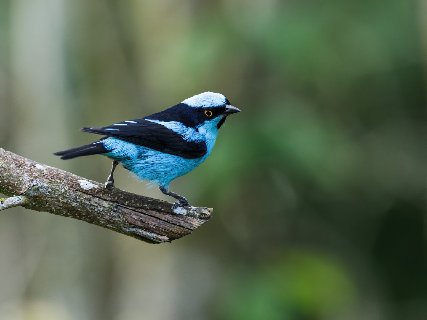 Turquoise Dacnis