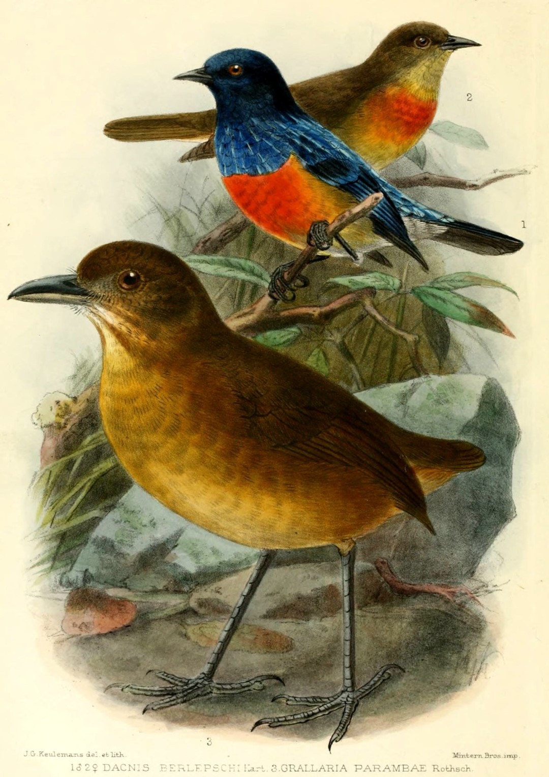 Turquoise Dacnis