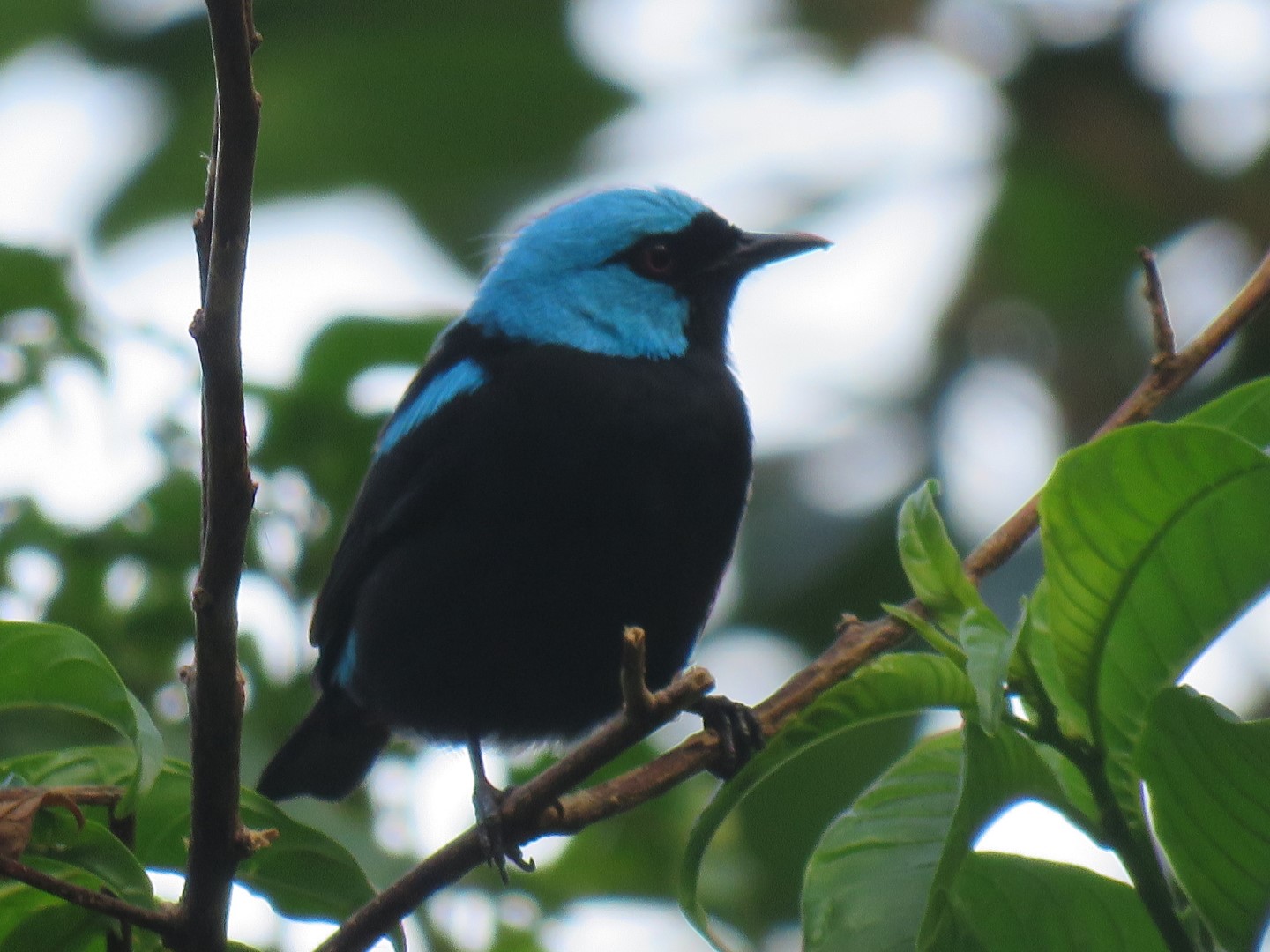 Turquoise Honeycreeper