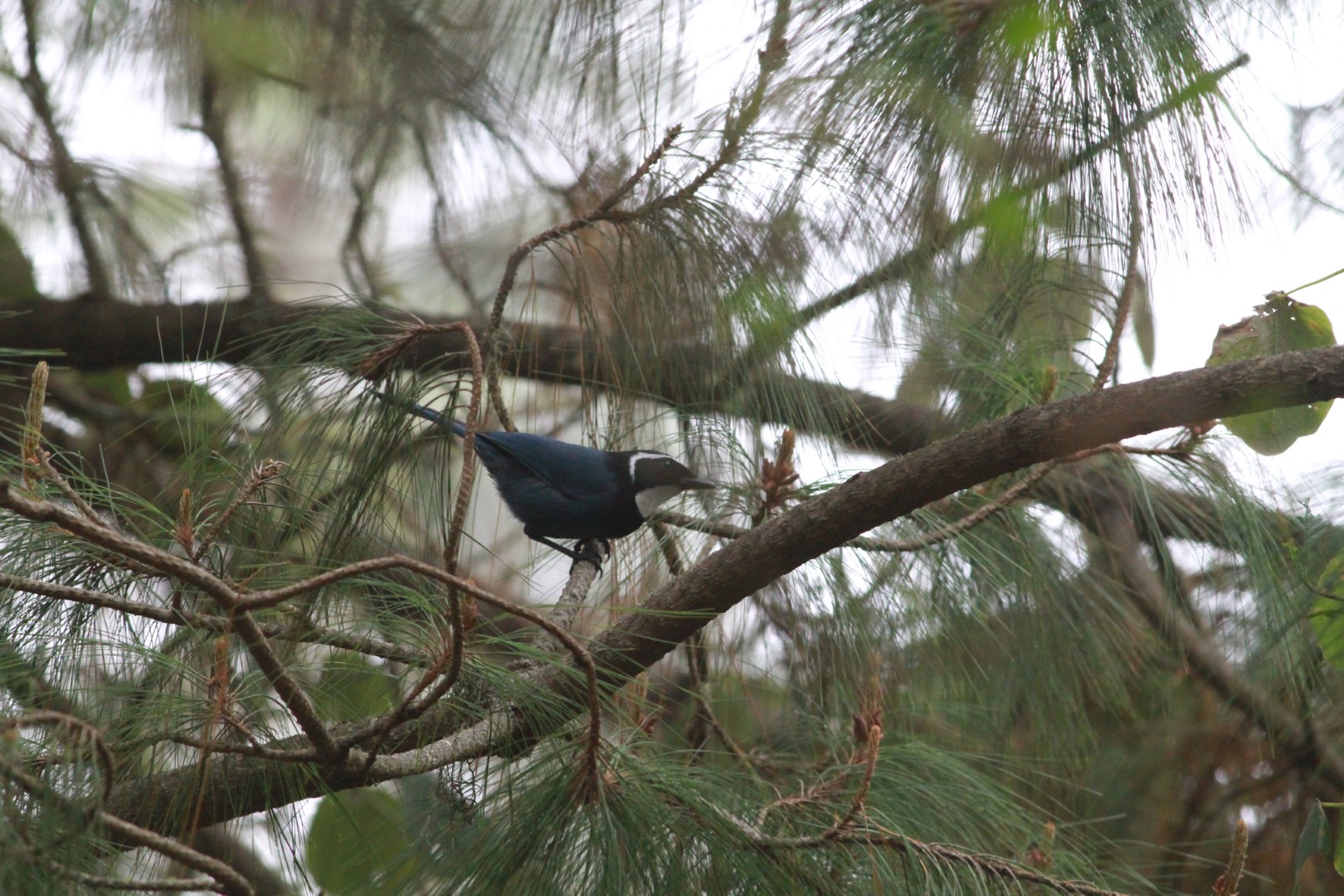 Turquoise Jay