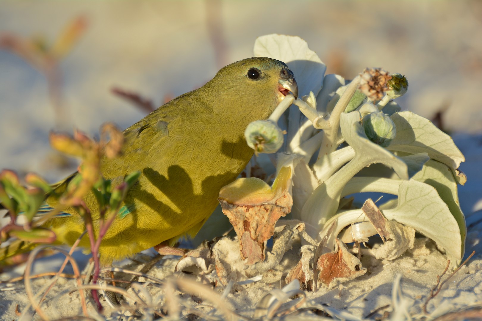 Turquoise Parrot