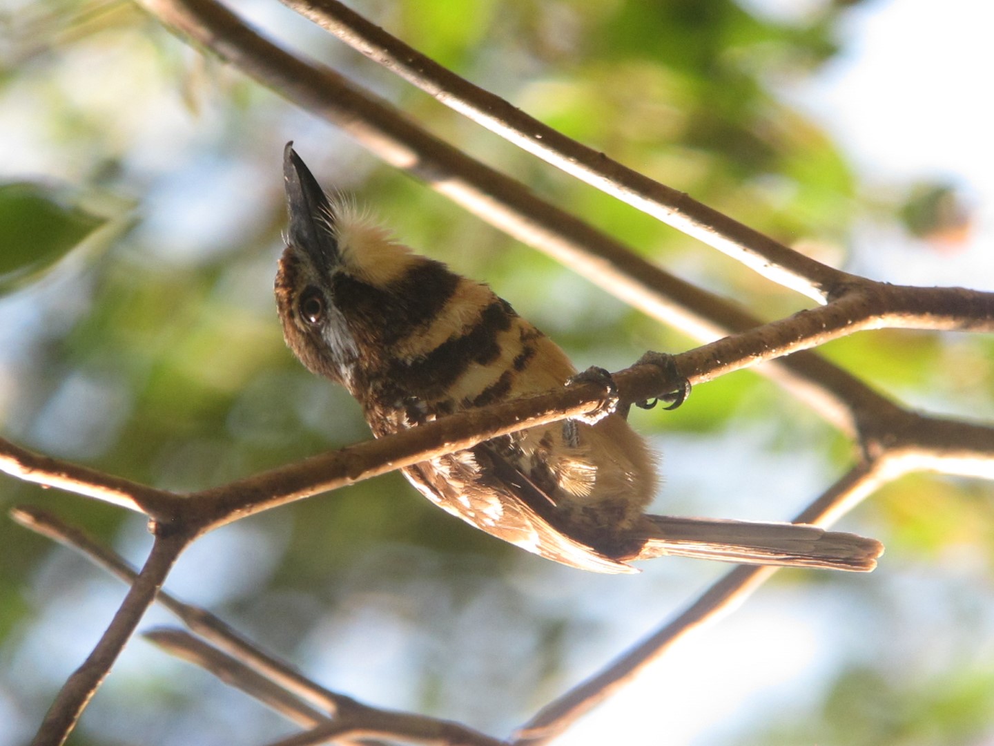 Two-banded Puffbird