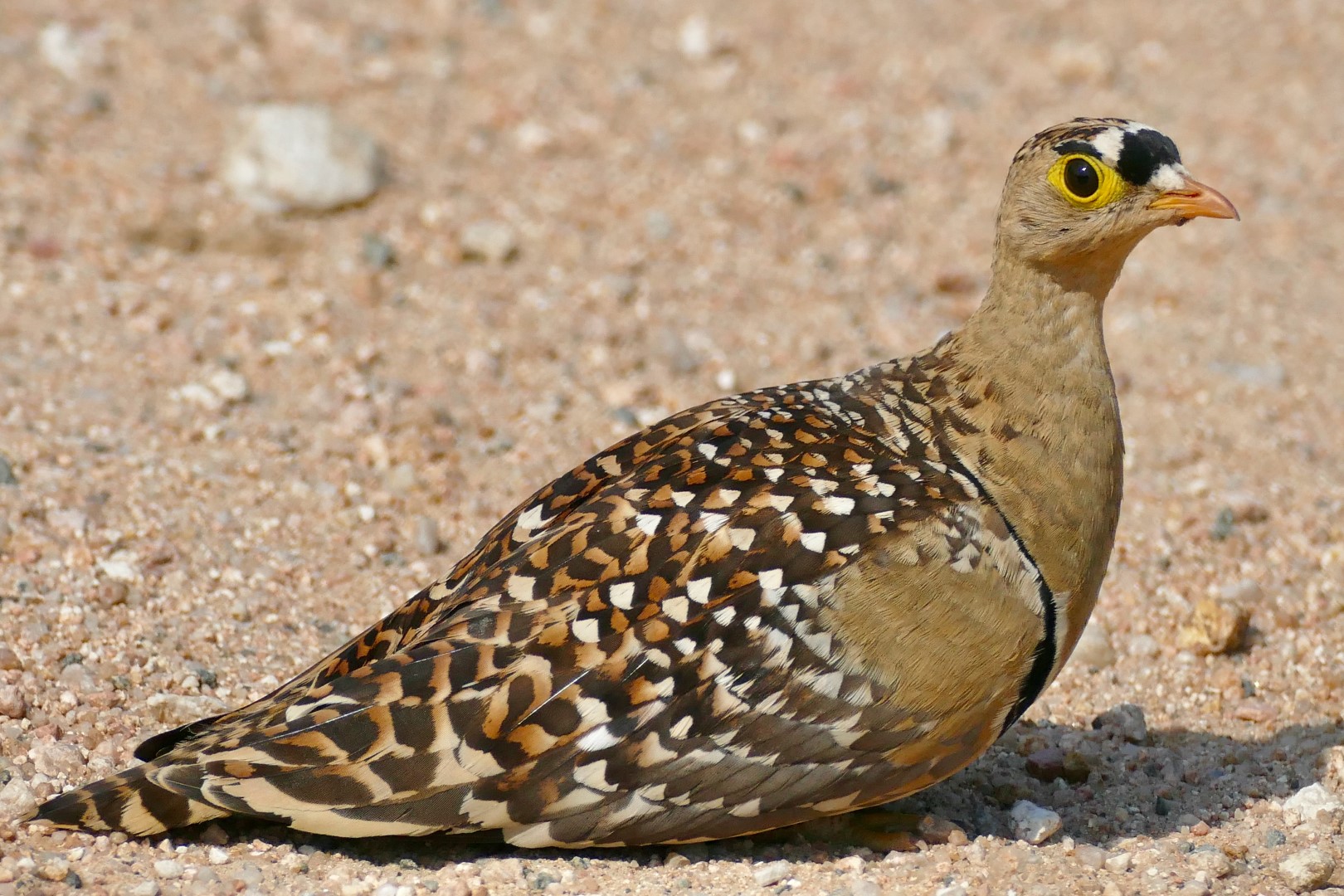 Two-banded Sandgrouse