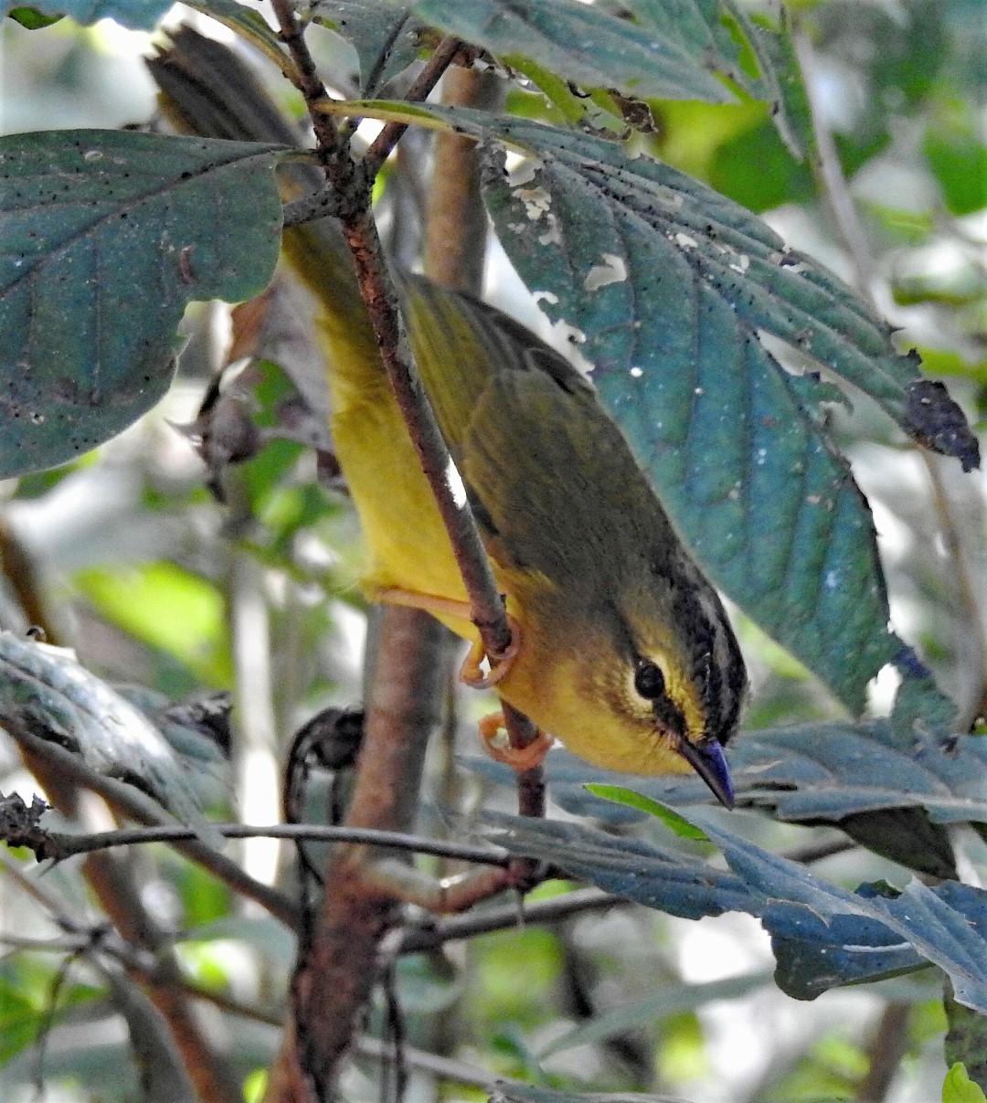 Two-banded Warbler