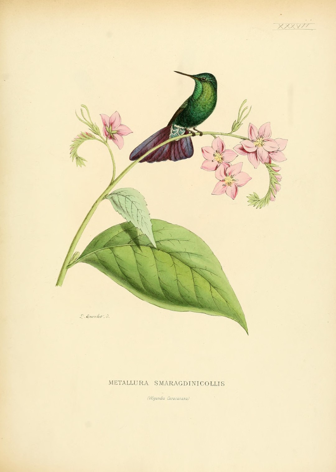Tyrian Metaltail