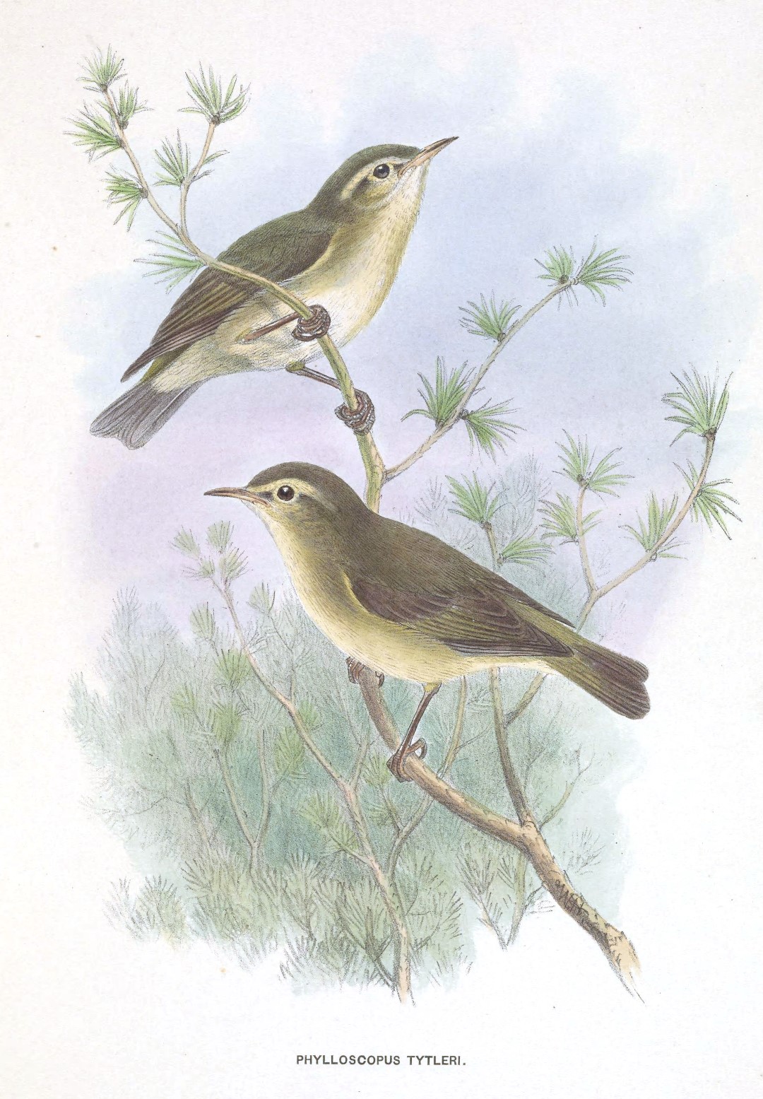 Tytler's Leaf Warbler