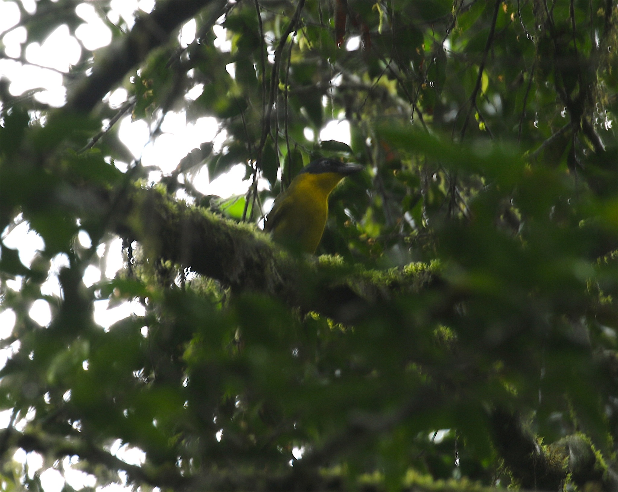 Uluguru Bushshrike