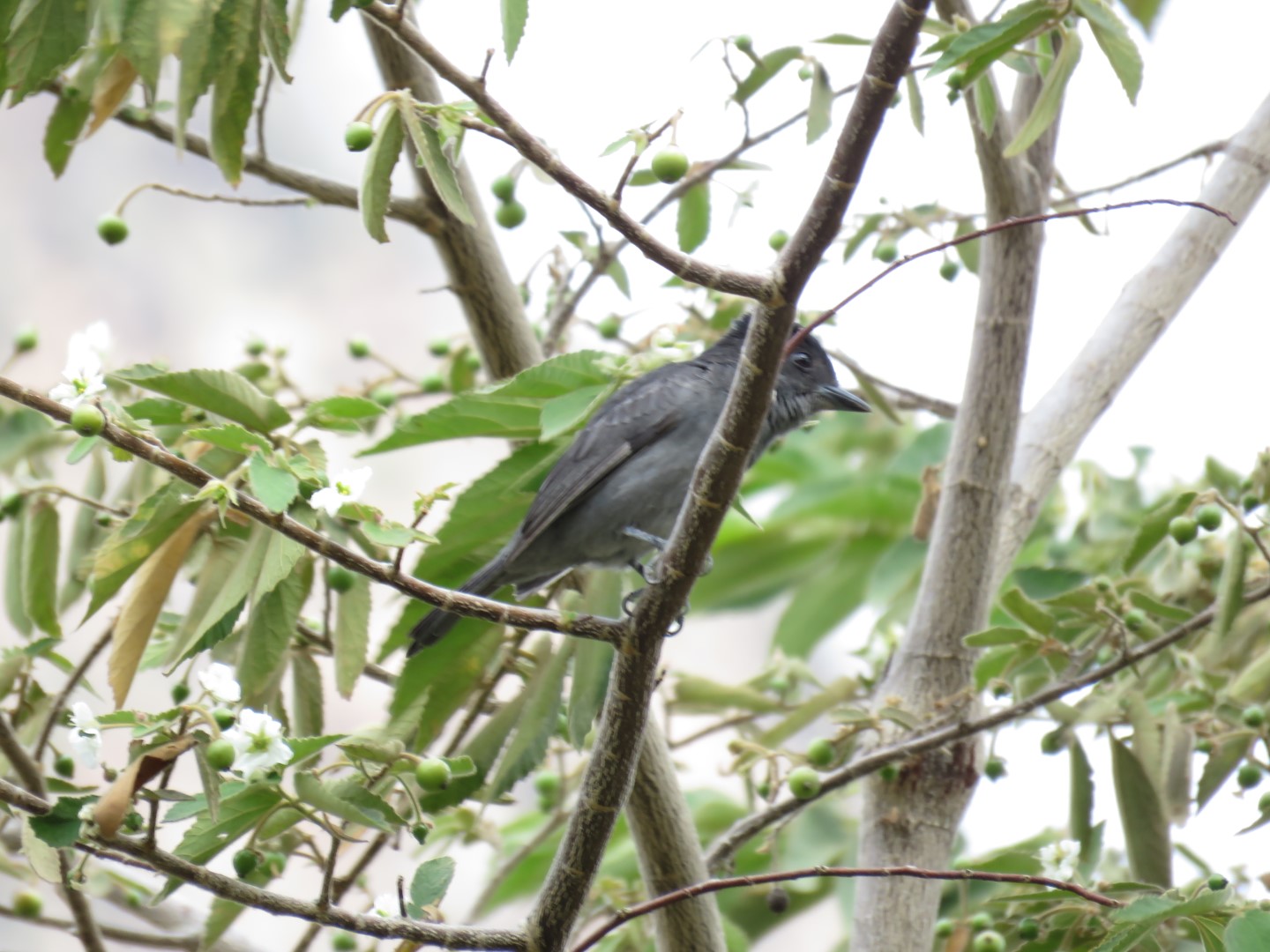 Uniform Antshrike