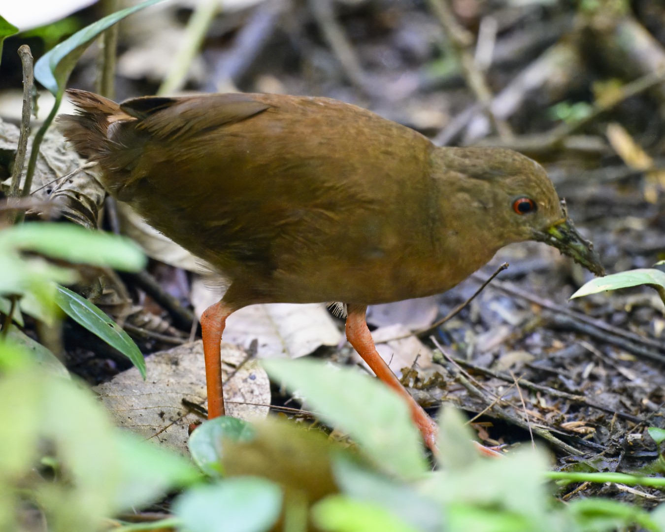 Uniform Crake