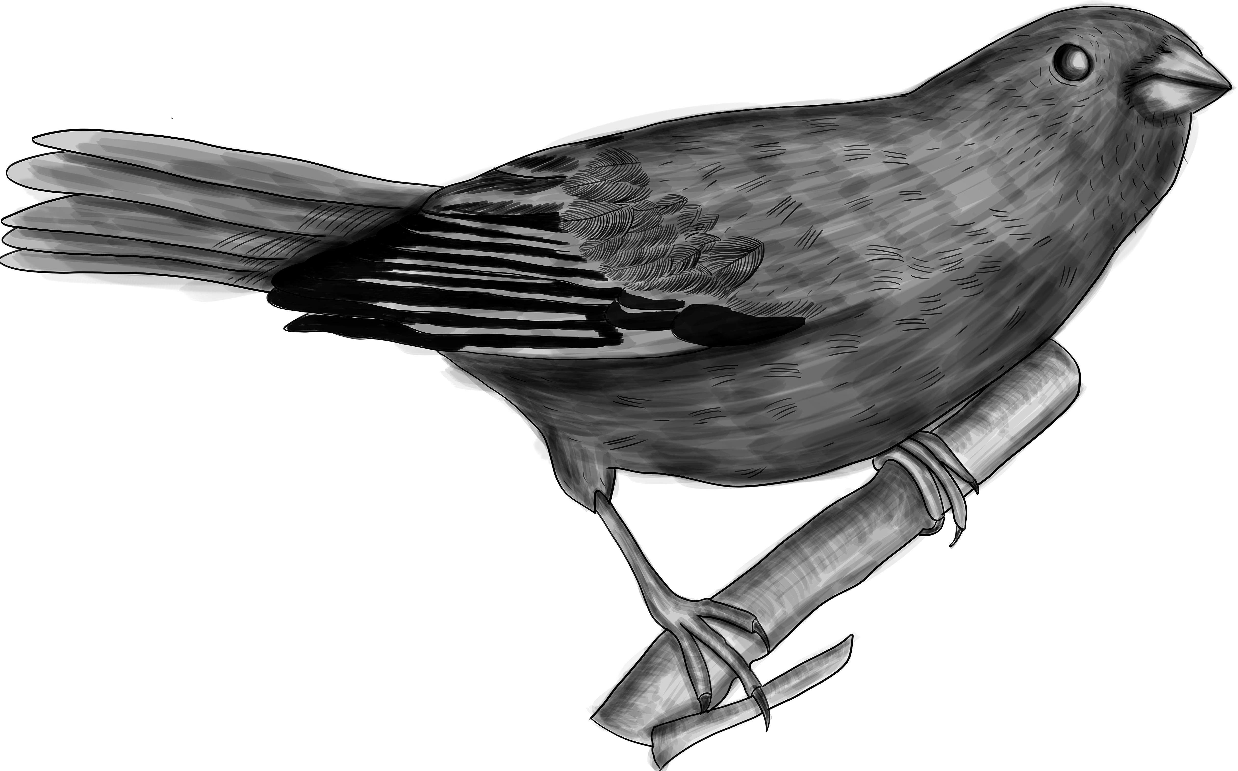 Uniform Finch
