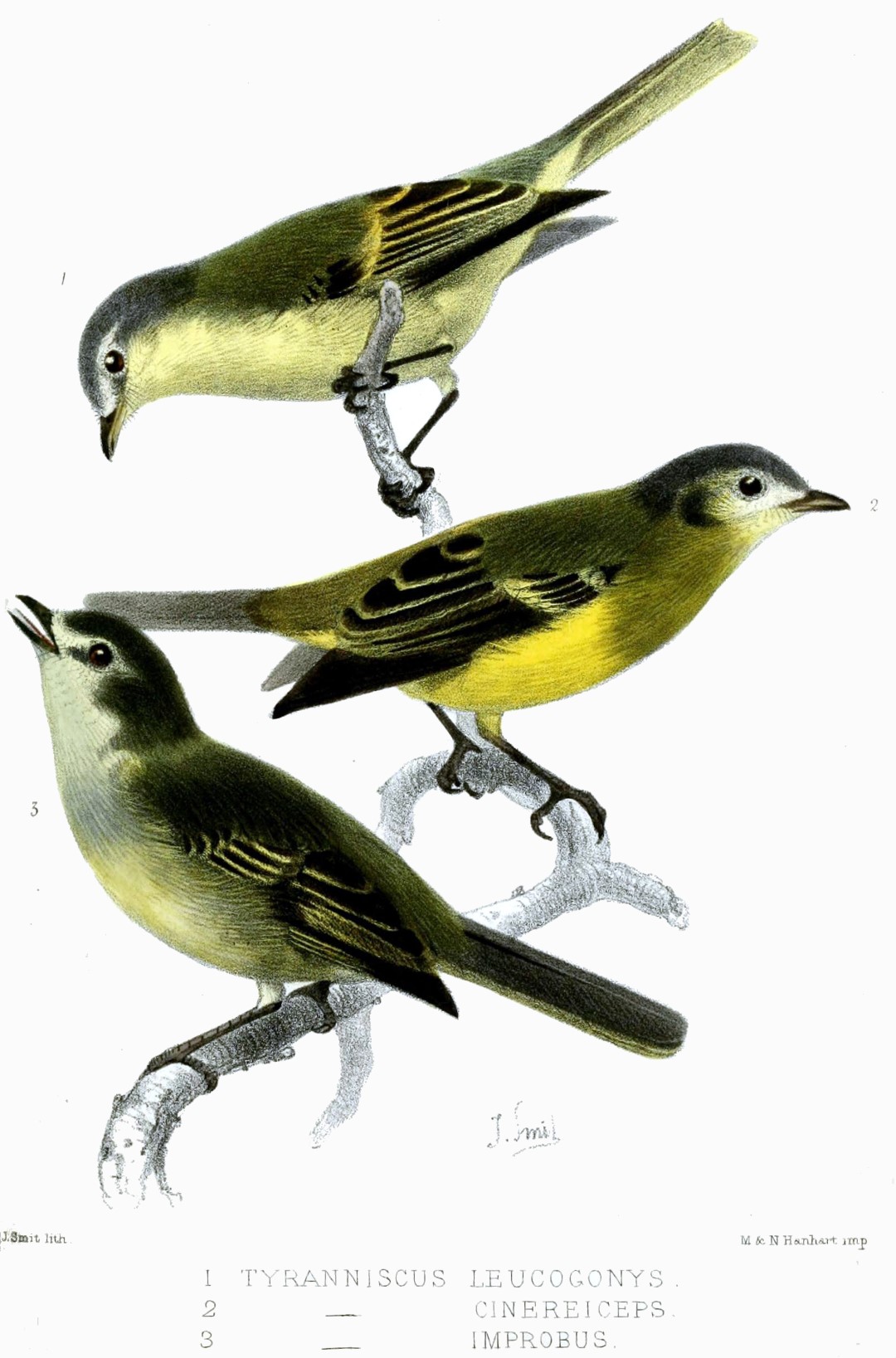 Unstreaked Tit-Tyrant