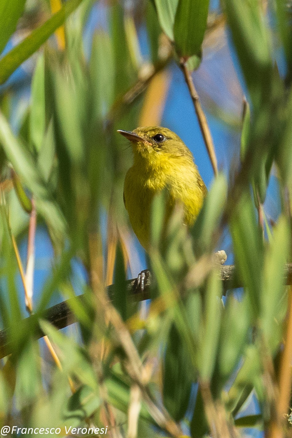 Upcher's Warbler