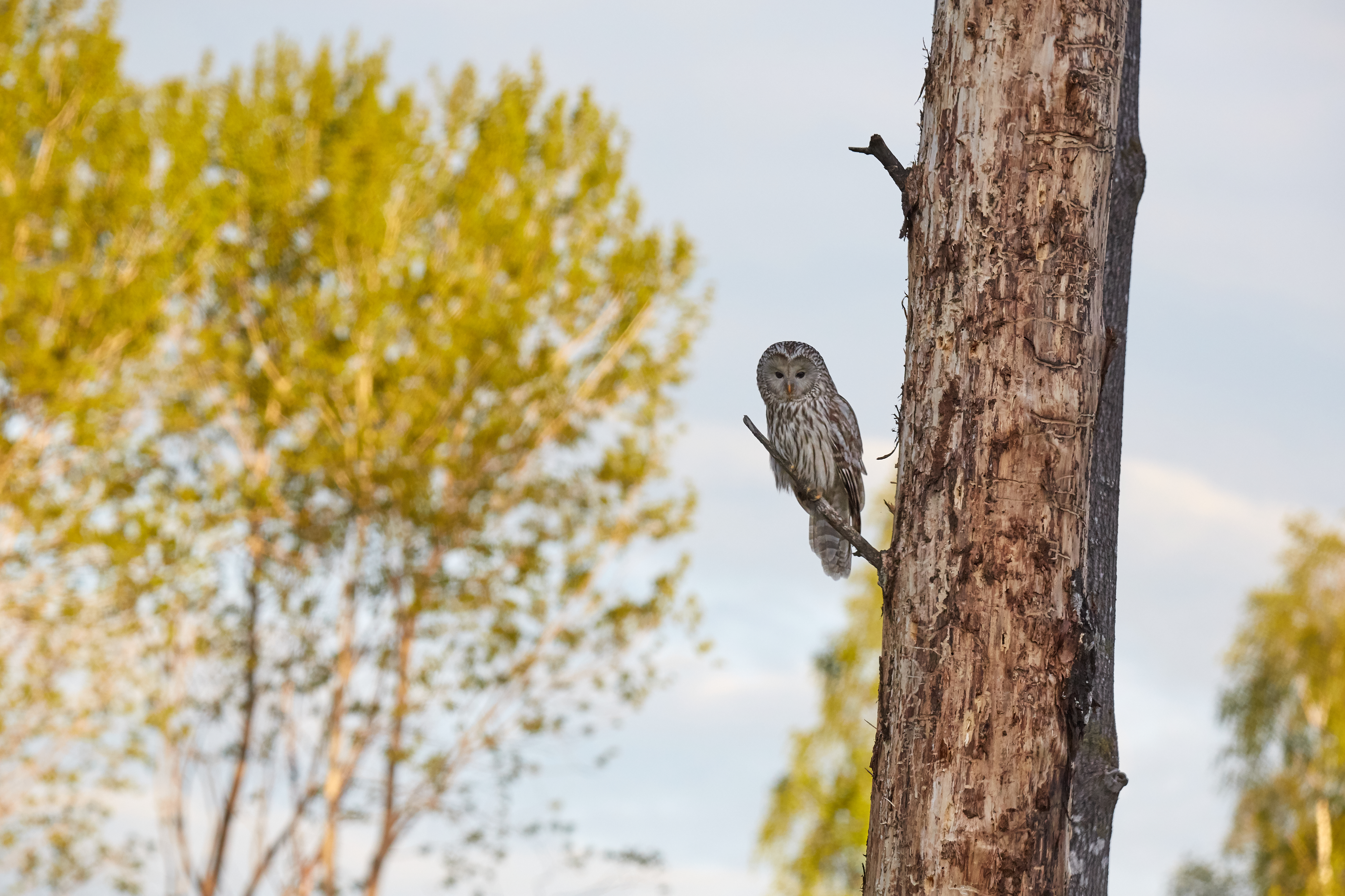Ural Owl