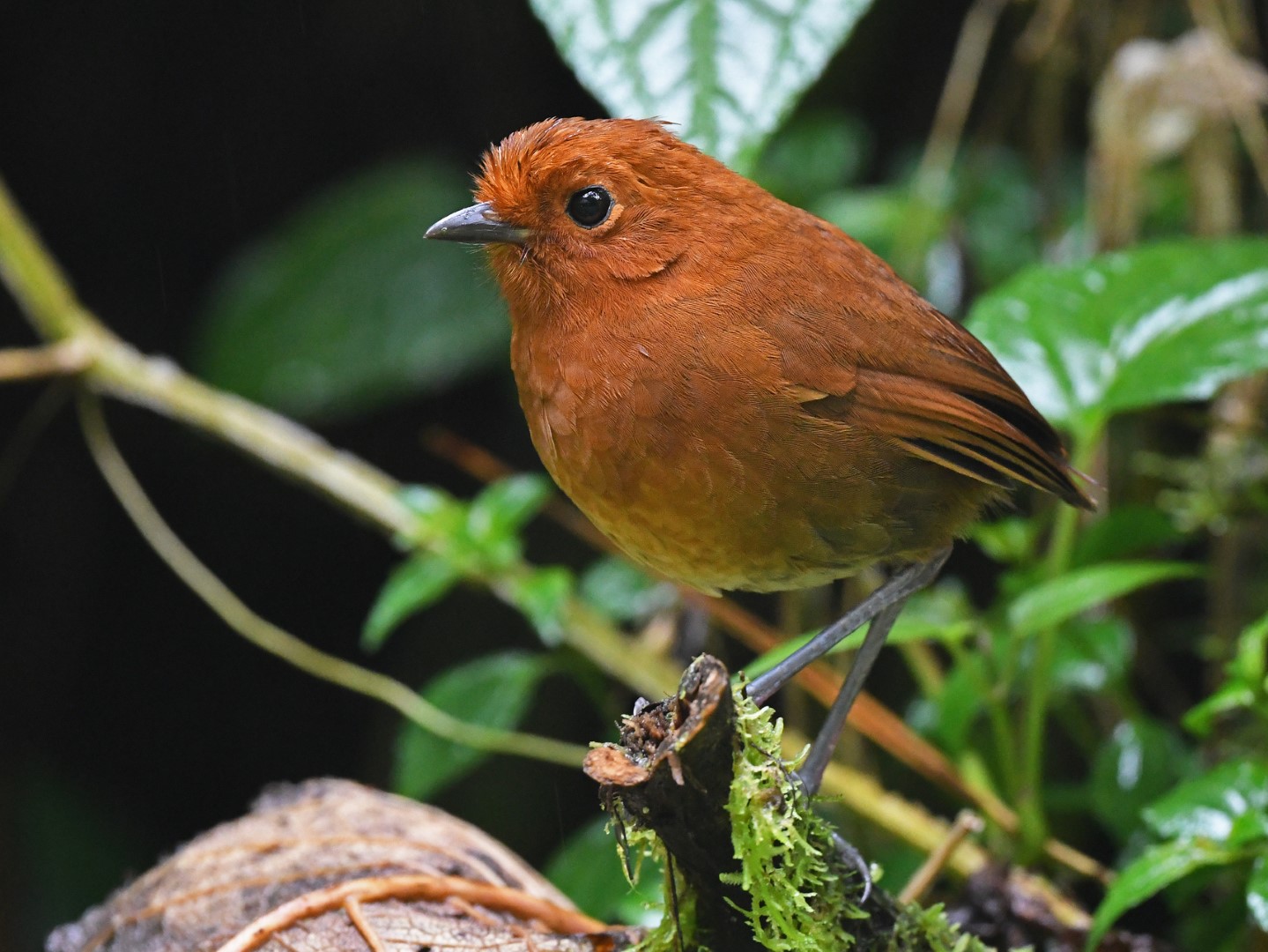 Urrao Antpitta
