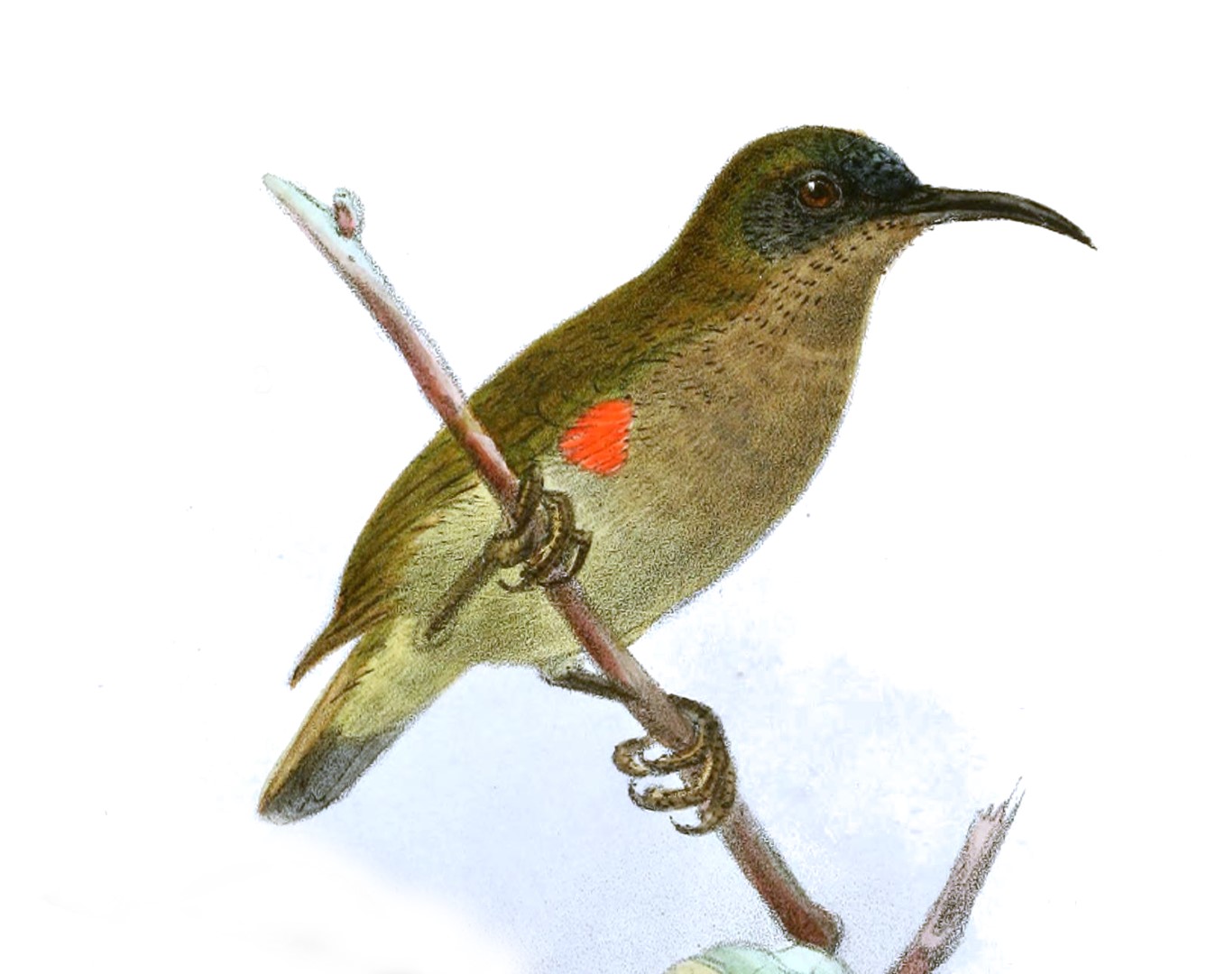 Ursula's Sunbird