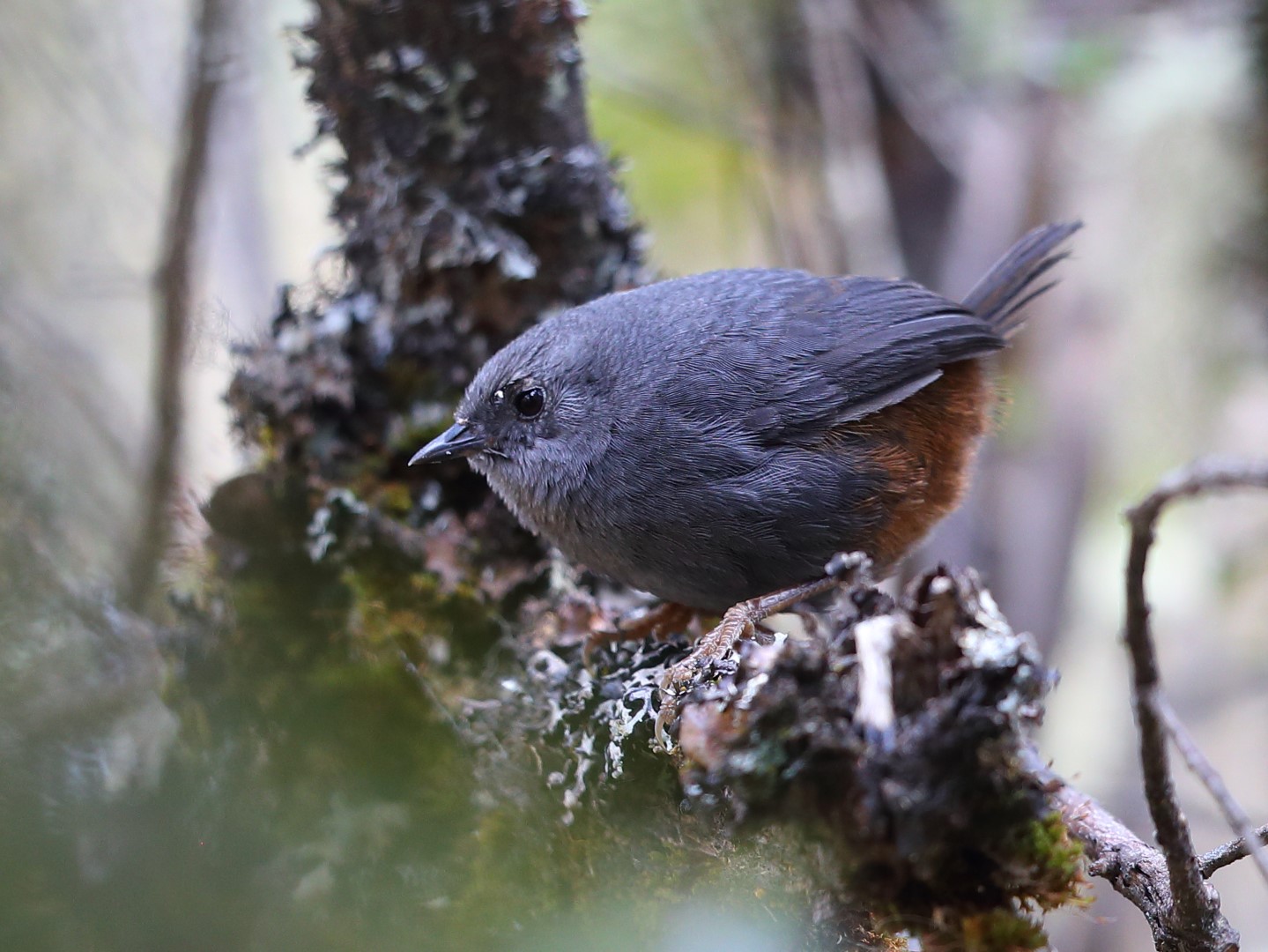 Urubamba Tapaculo