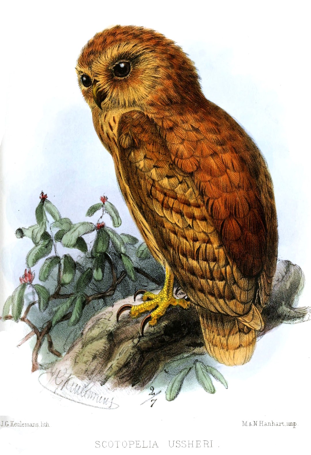 Ussher's Eagle-Owl
