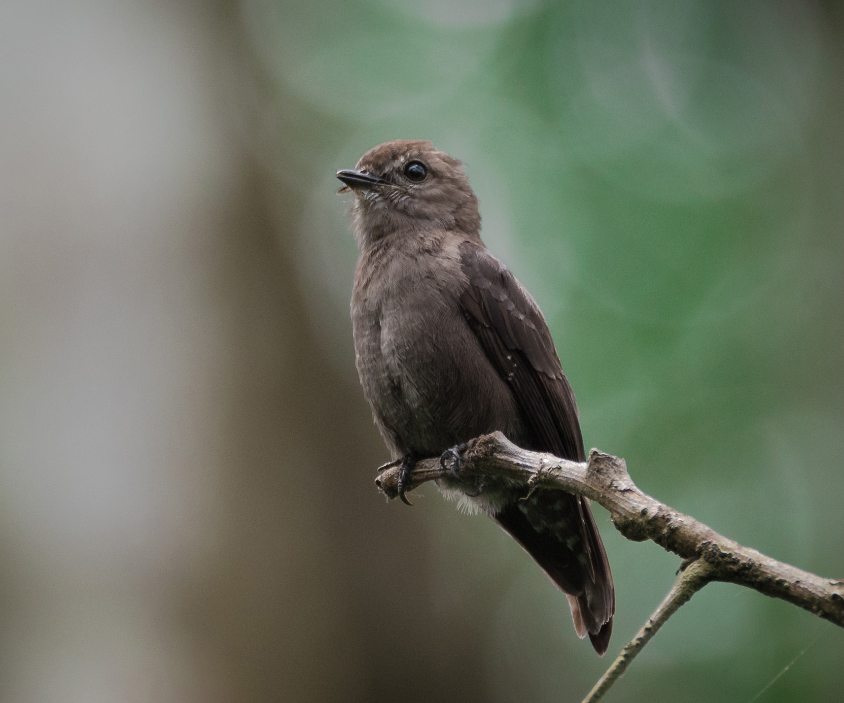 Ussher's Flycatcher