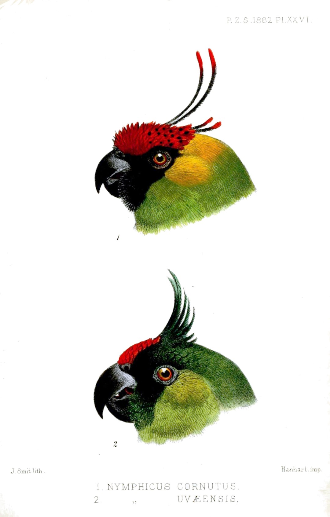 Uvea Parakeet