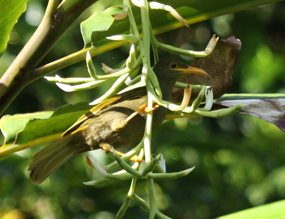 Vanua Levu Giant Honeyeater