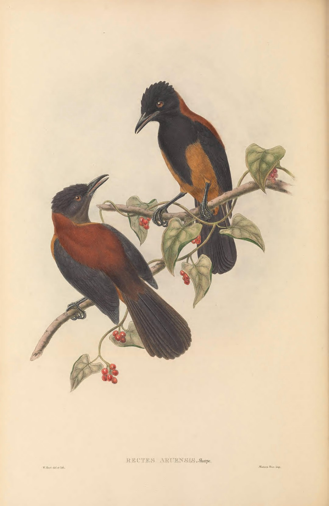 Variable Pitohui