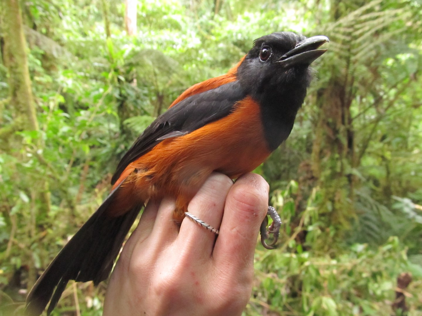 Variable Pitohui