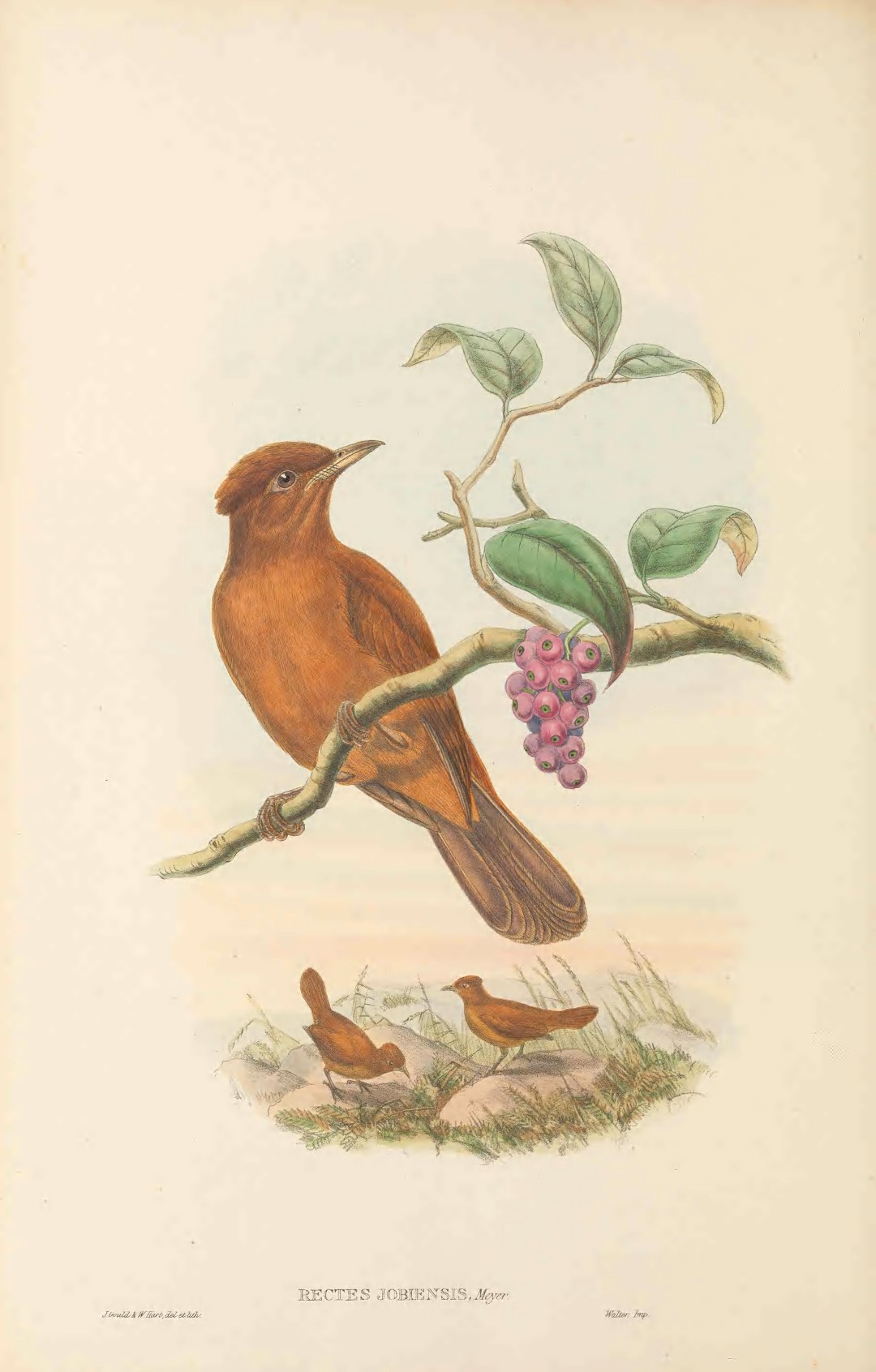 Variable Pitohui