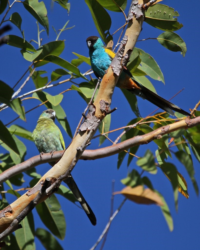 Varied Lorikeet