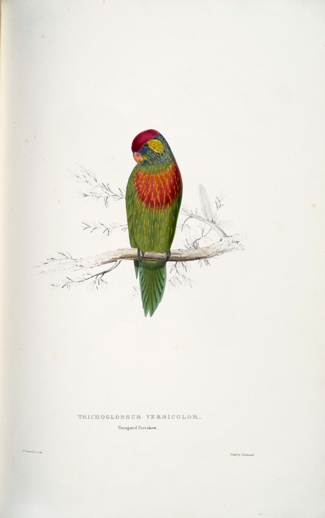 Varied Lorikeet