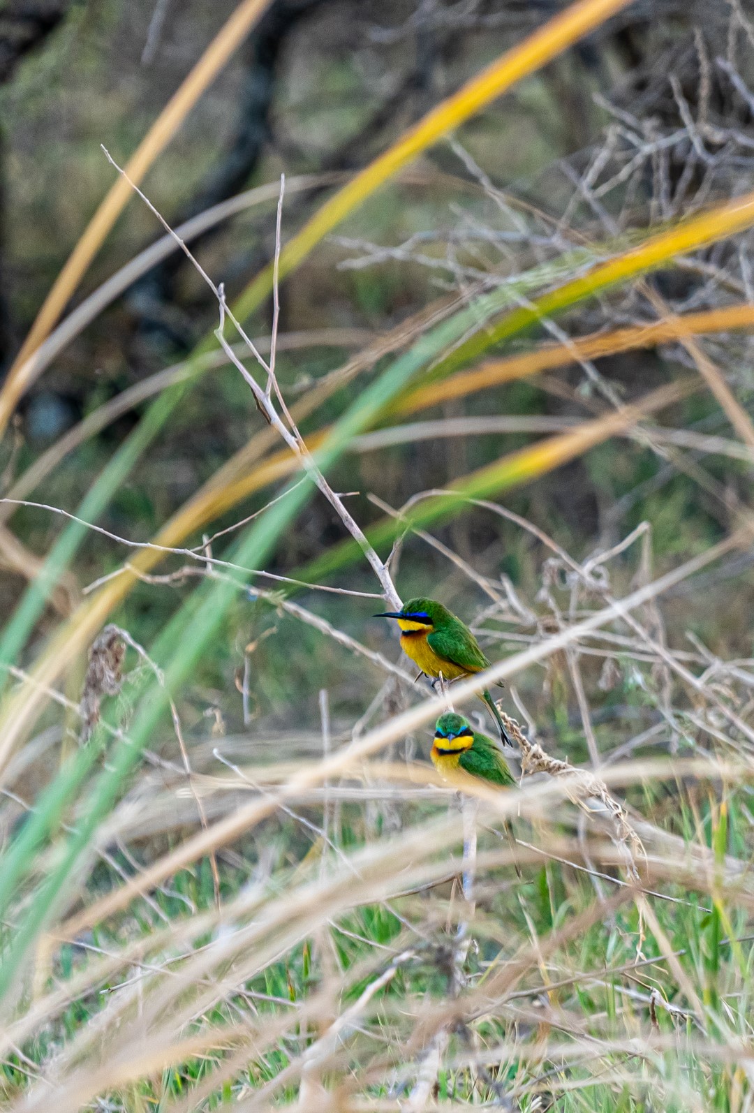 Variegated Bee-eater