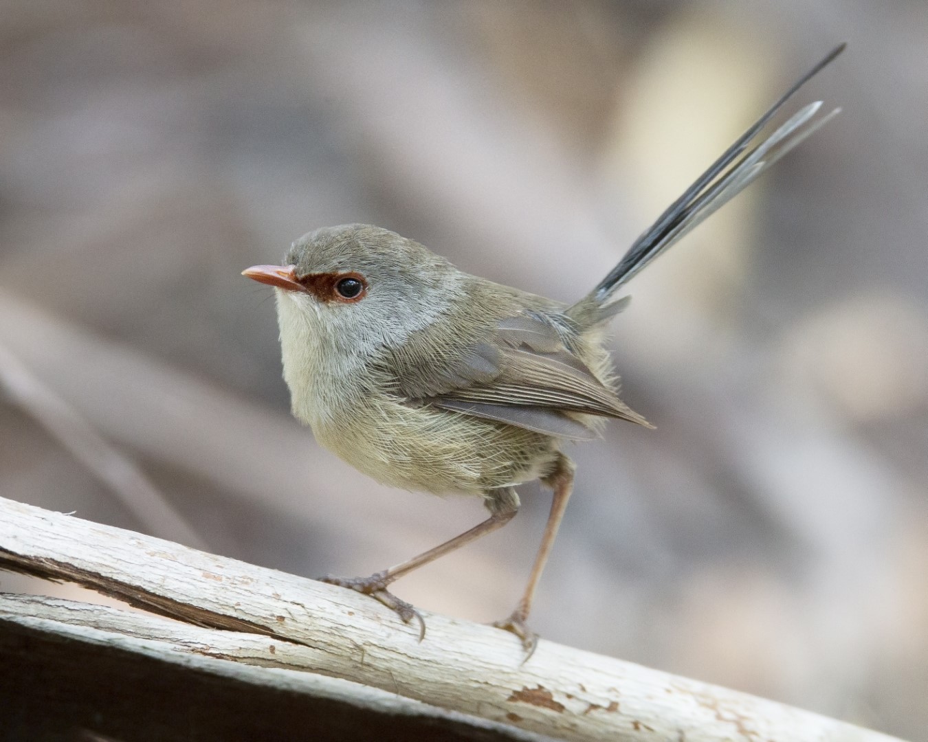 Variegated Fairywren