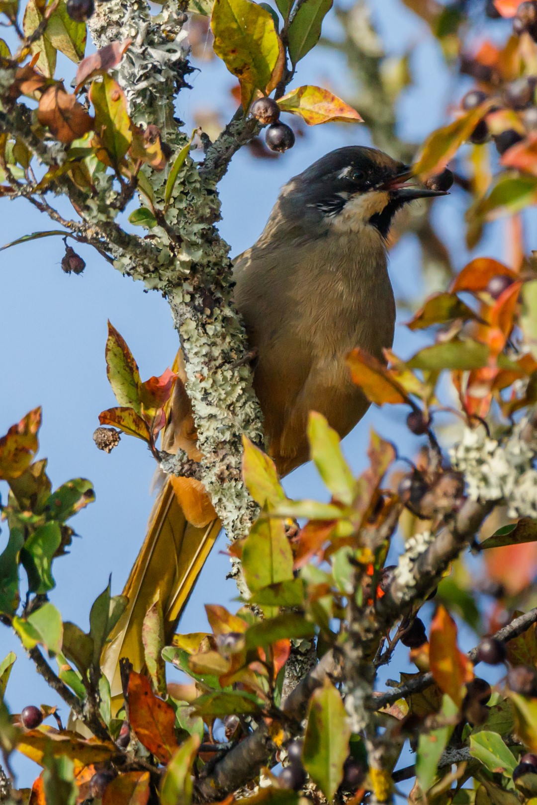 Variegated Laughingthrush