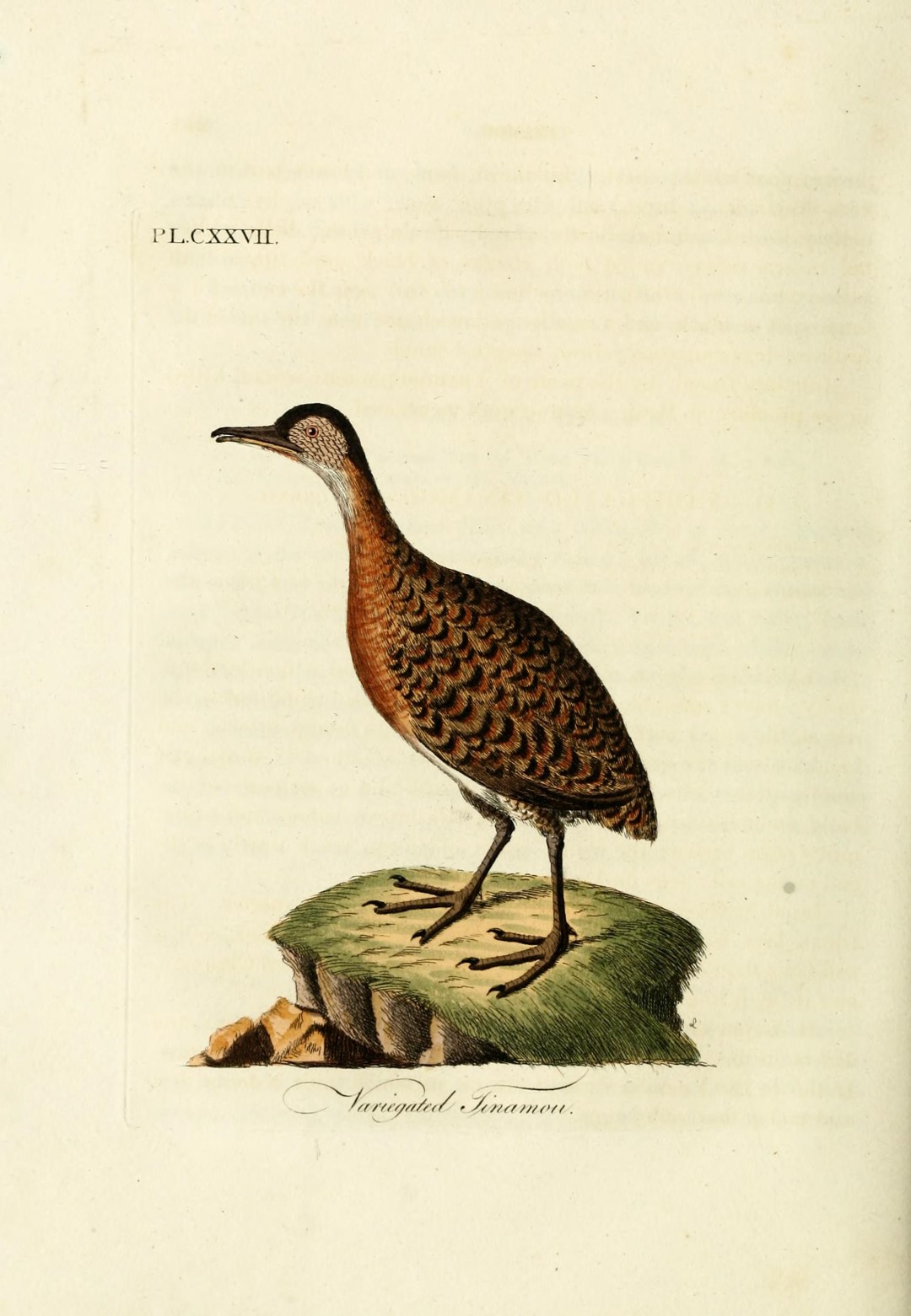 Variegated Tinamou